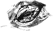 Gray Whale's Eye