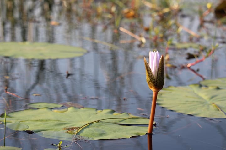 Lotus flower opening on lake